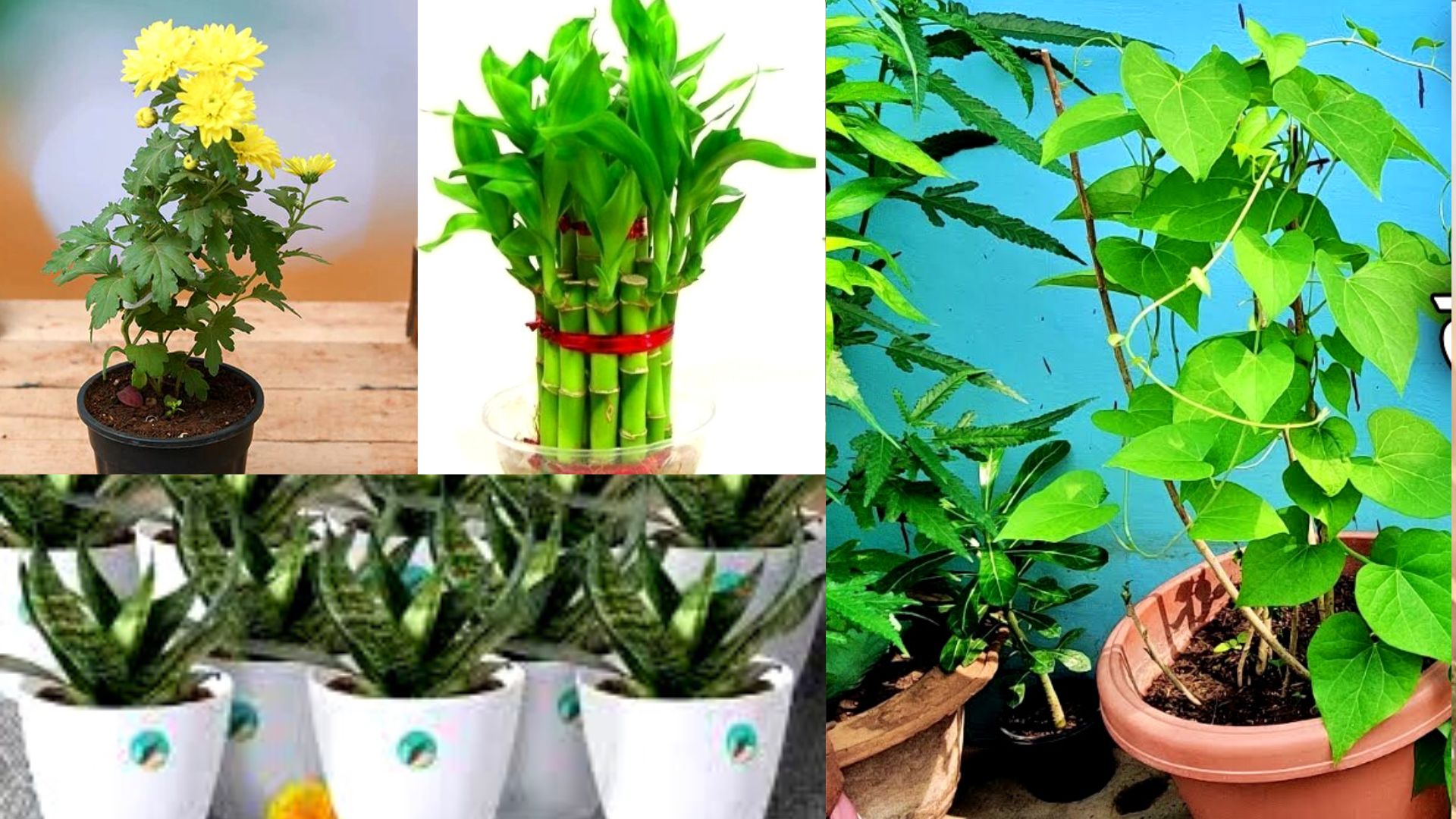 Diwali 2022 Diwali Gift Option Plant Gifts Gift Option For Diwali 