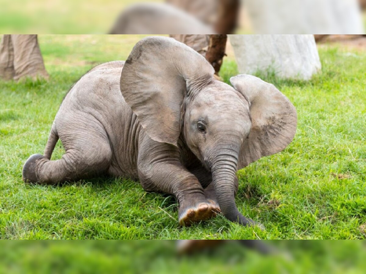 Elephant Murder: हाथी को मारकर खेत में दफनाया, ऊपर से लगाई फसल, ऐसे सामने आई सच्चाई