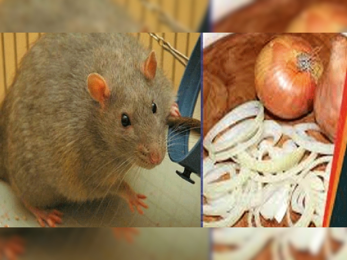 Home Remedies for rats out of house chuhe bhagane ke upay chuho ka ...