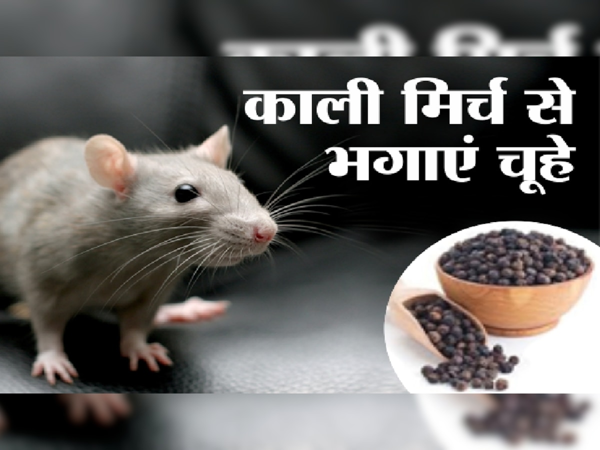Home Remedies for rats out of house chuhe bhagane ke upay chuho ka ...