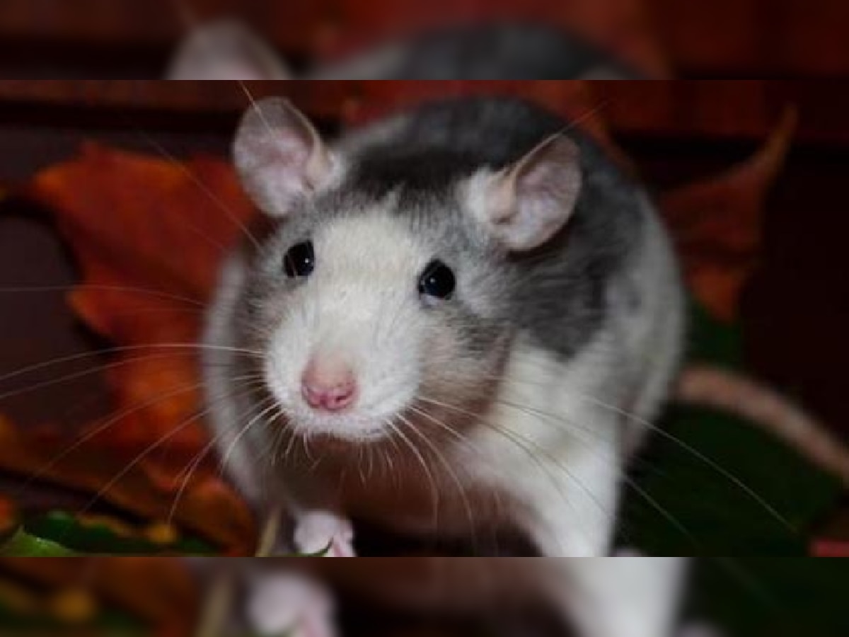 Home Remedies for rats out of house chuhe bhagane ke upay chuho ka ...