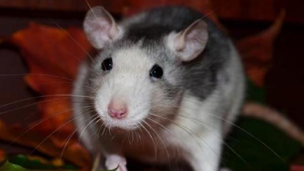 Home Remedies for rats out of house chuhe bhagane ke upay chuho ka ...
