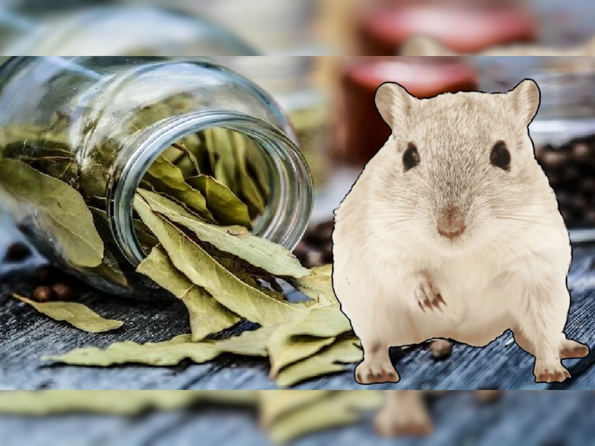 Home Remedies for rats out of house chuhe bhagane ke upay chuho ka ...