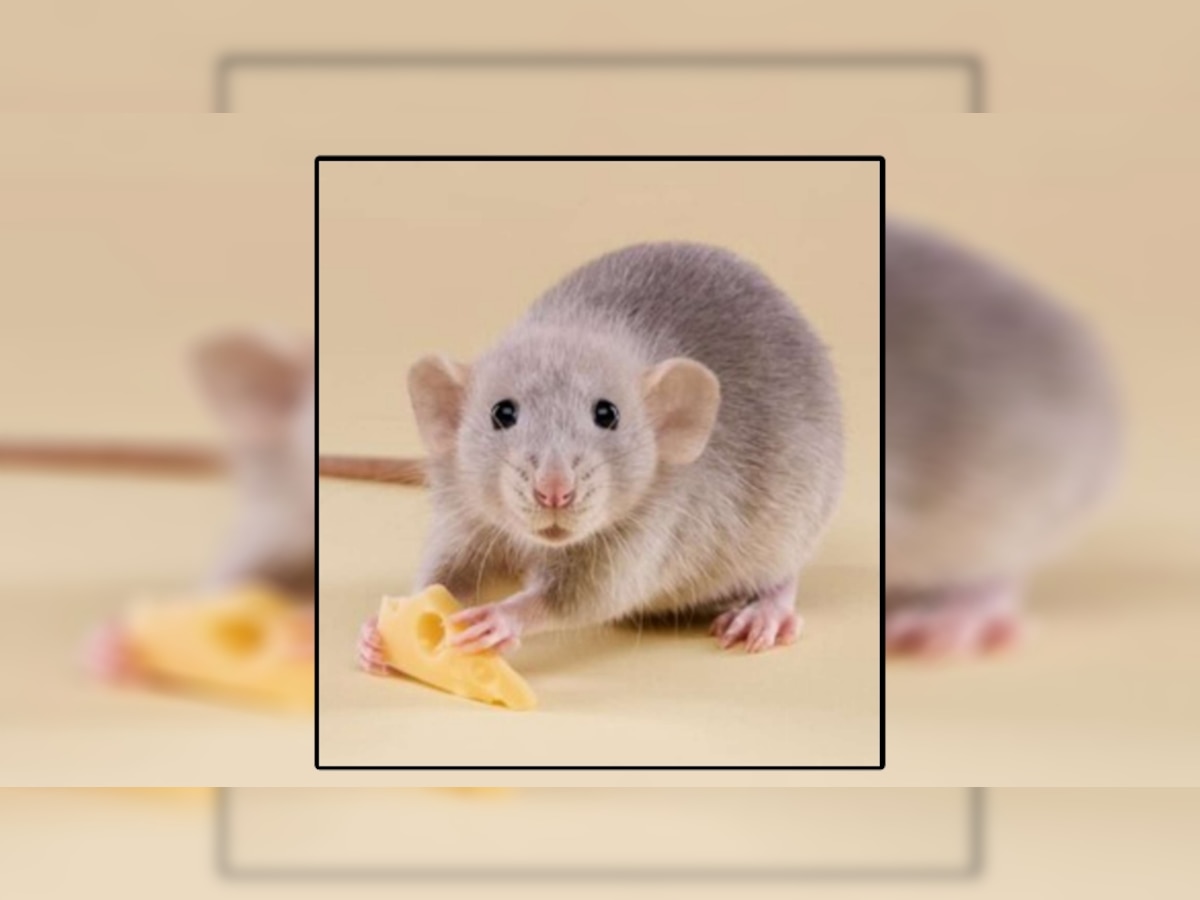 Home Remedies for rats out of house chuhe bhagane ke upay chuho ka ...