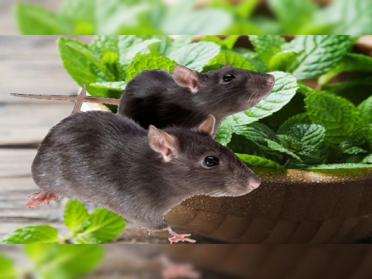 Home Remedies for rats out of house chuhe bhagane ke upay chuho ka ...