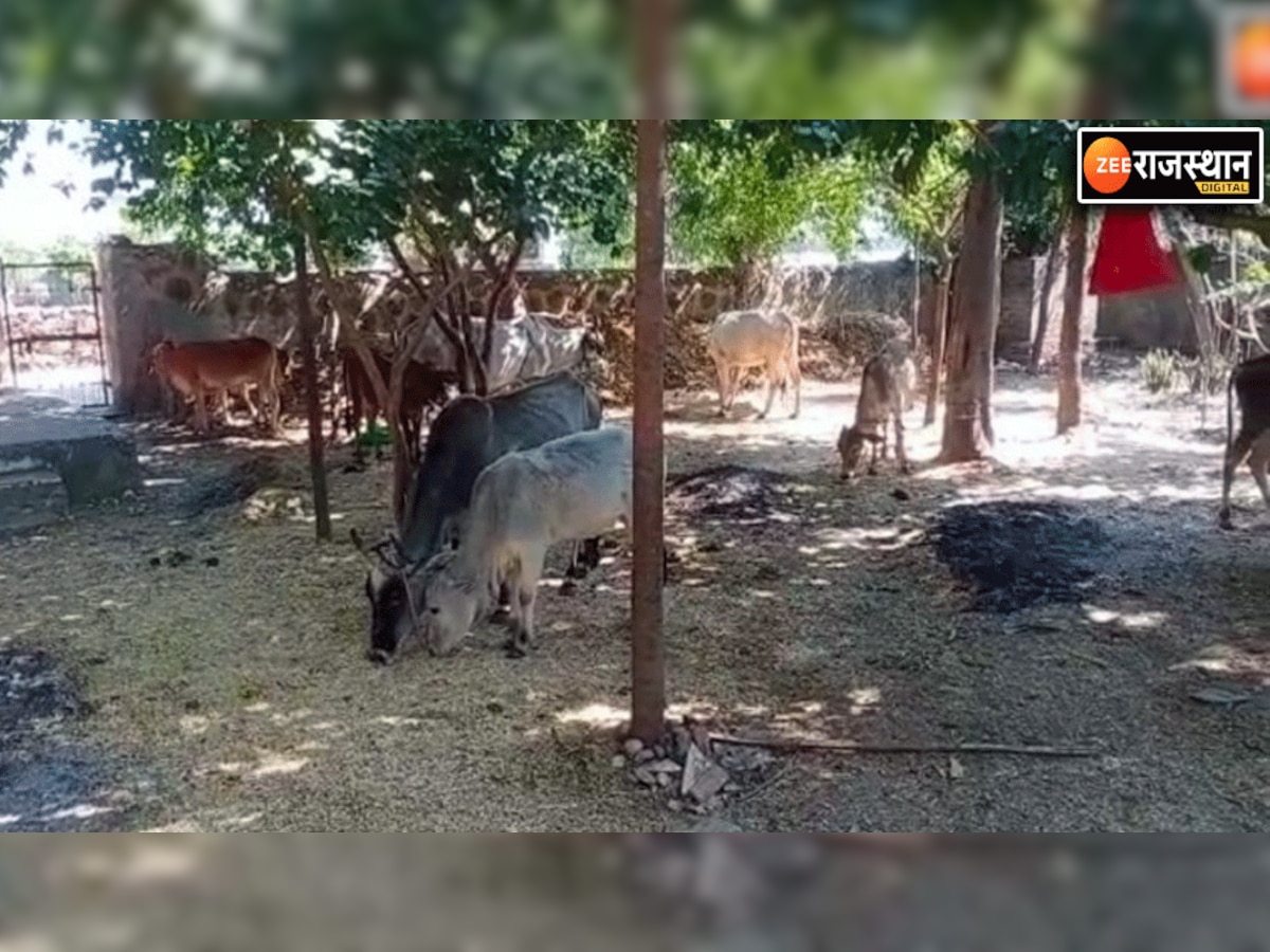 राजसमंद के युवाओं की अनूठी पहल, लंपी वायरस से गायों को बचाने के लिए बनाई गई अल्पकालीन गौशाला