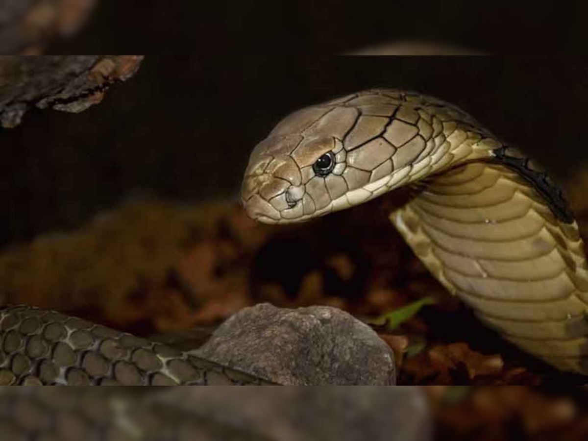 Snake: सांप को घर में आने से कैसे रोके, अगर आ जाए तो बाहर कैसे निकालें, यहां पढ़ें सारी जानकारी