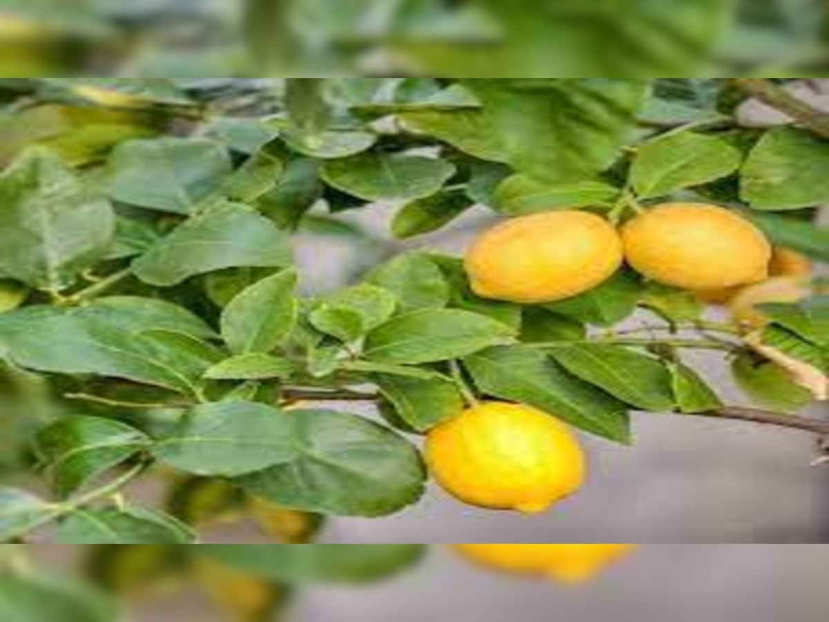Lucky Plant: घर की बालकनी में लगा लें ये लकी प्लांट्स, चुंबक की तरह खुद ...