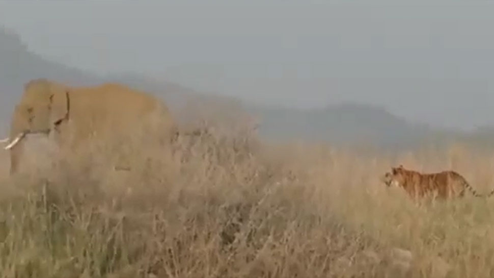 Viral Video: हाथी का शिकार करने के लिए टाइगर ने किया अटैक, अगले पल ही गजराज ने बदल दिया पूरा गेम