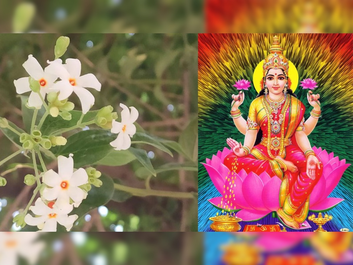 Vastu Tips: इस दिवाली घर में लगाएं मां लक्ष्मी का प्रिय पौधा, ये उपाय बना देंगे मालामाल