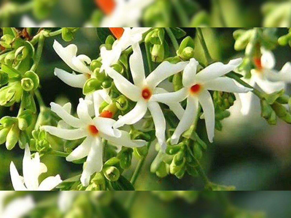 Harsingar Flower Remedies: मां लक्ष्मी को बेहद प्रिय है ये फूल, इस्तेमाल करने से चमक जाता भाग्य; खत्म होती आर्थिक तंगी