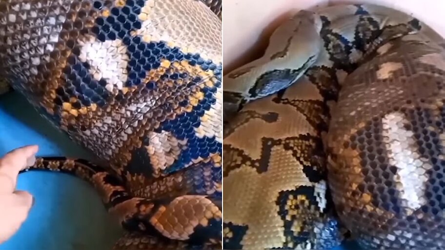 snake python shocking video man touching tail and body of snake must ...