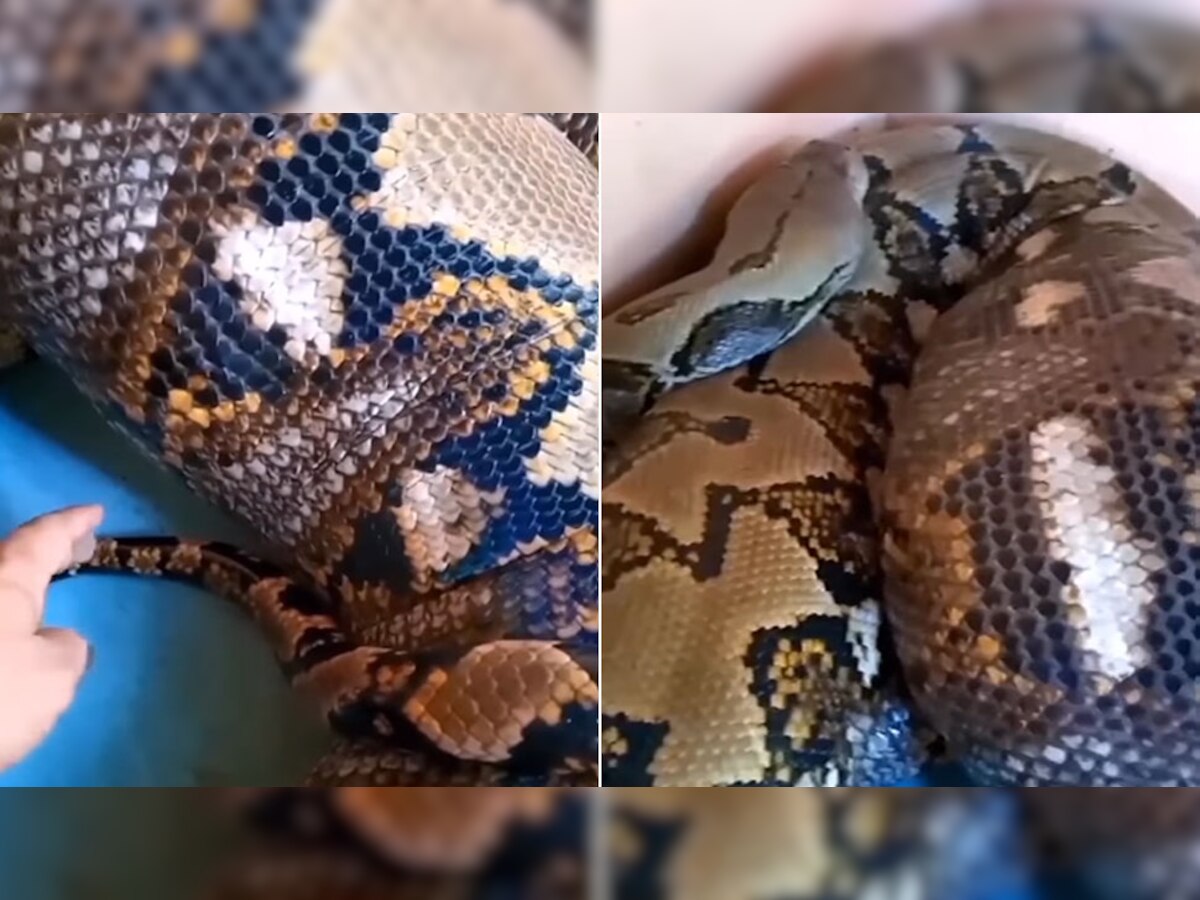 Python Snake: इस भयानक अजगर को बार-बार छूने लगा ये शख्स और फिर जो हुआ..., देखें वायरल Video