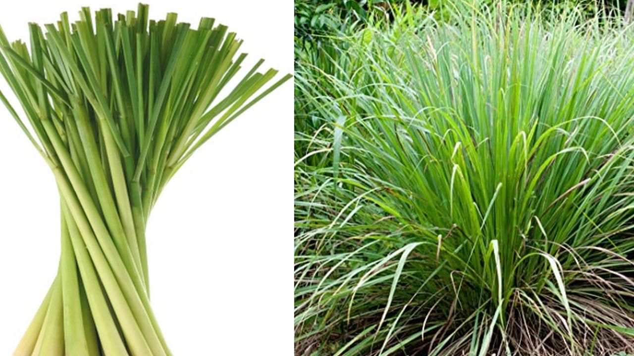 Lemon grass reduces weight fast use it with tea for better digestion