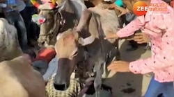 ये कैसी गोवर्धन पूजा? इंसानों के ऊपर दौड़ाई गईं गौ माता, देखें वीडियो