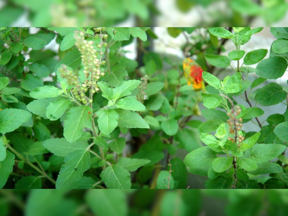 Tulsi Leaves Benefits: रोजाना खाली पेट चबा लें तुलसी की 4 पत्तियां, डायबिटीज समेत ये 5 बीमारियां हमेशा रहेंगी दूर