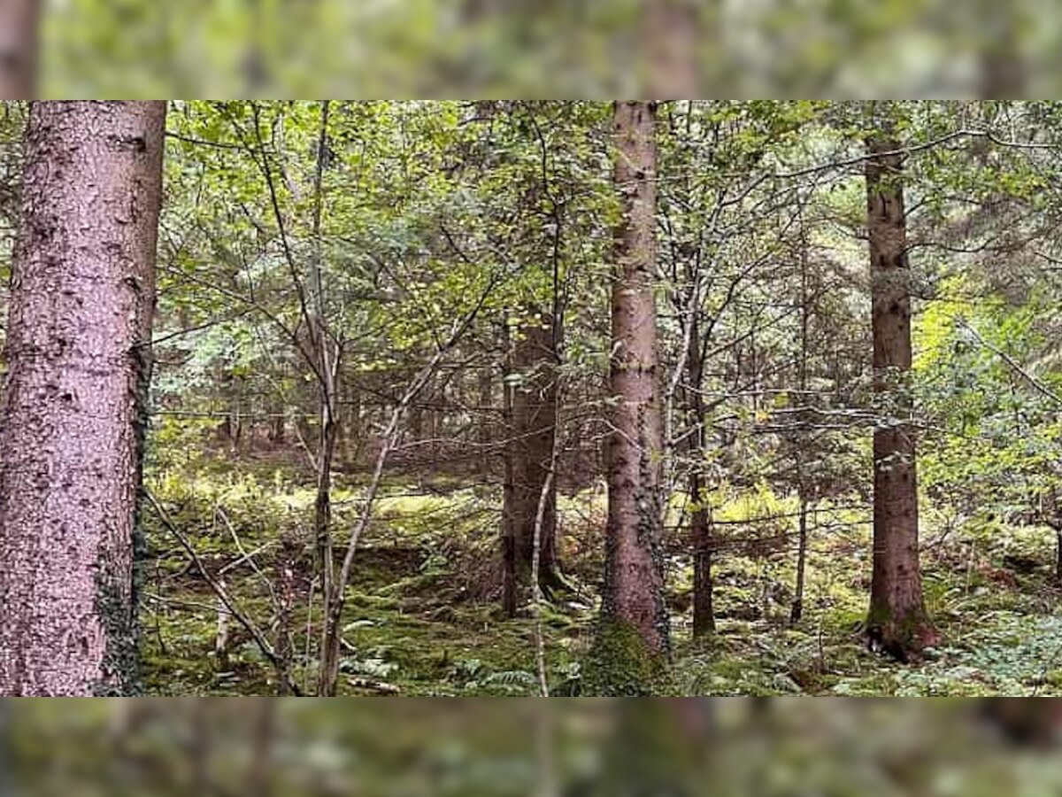Optical Illusion: जंगल में छिपा हुआ है एक कुत्ता, सिर्फ 15 सेकेंड का है चैलेंज; क्या आपको दिखा?