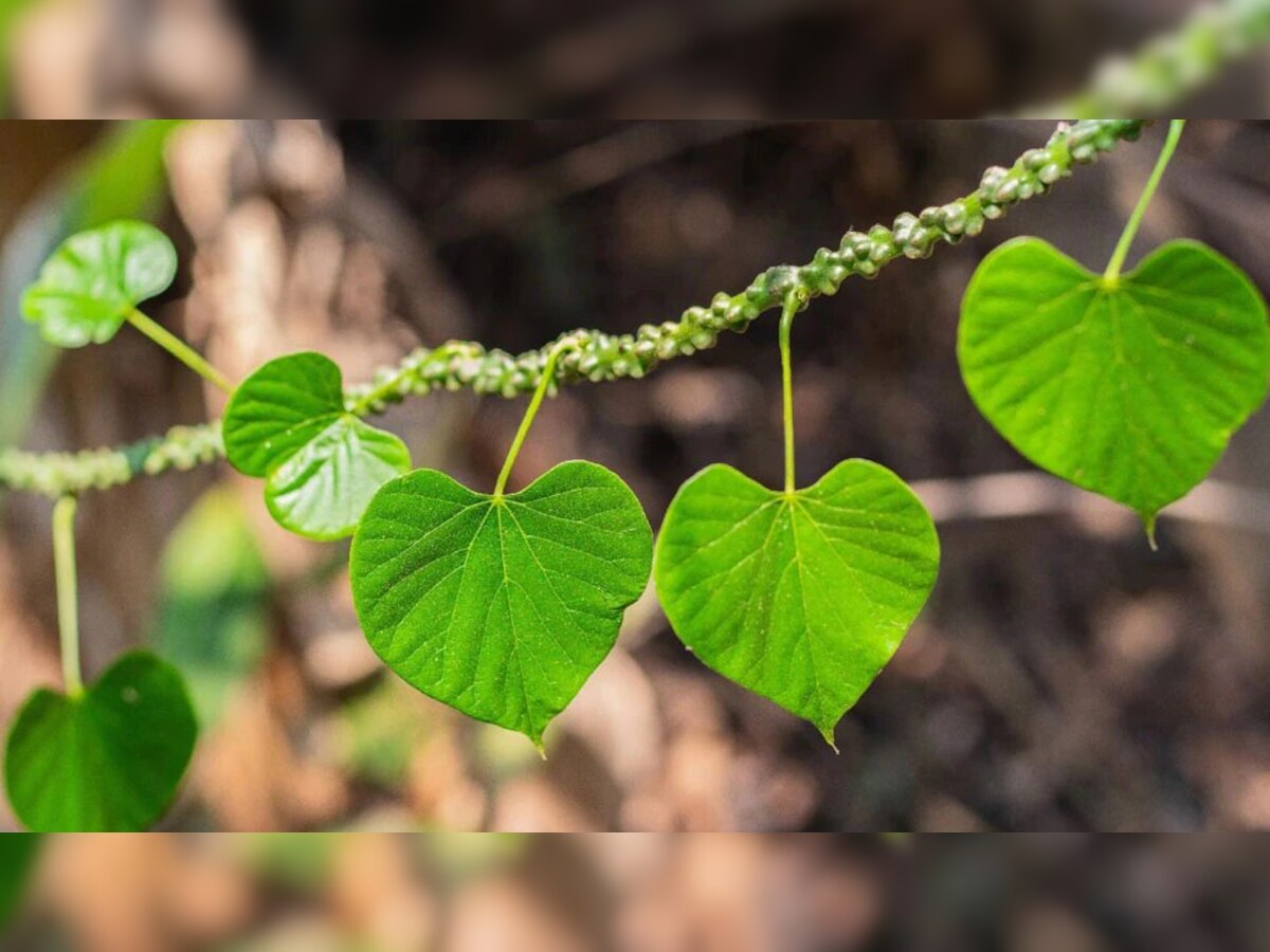 Benefits of giloy: गिलोय का ऐसे करेंगे सेवन तो खत्‍म हो जाएंगी सब टेंशन, ये बीमारियां होंगी फुर्र