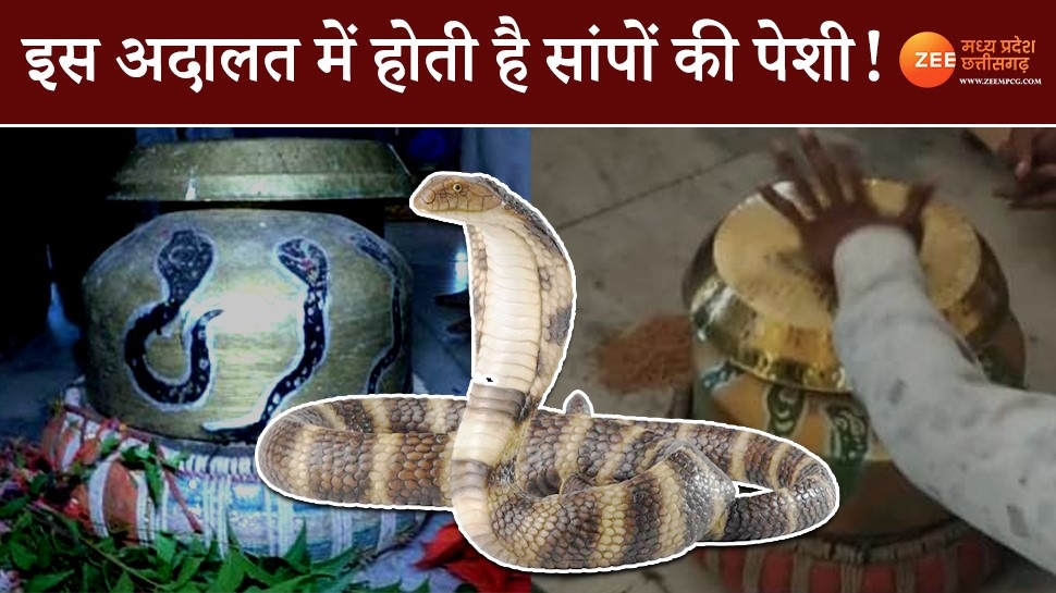 MP Snake Court: मध्य प्रदेश में यहां लगती है नागराज की अदालत! पेशी में आती हैं सांपों की आत्मा MP Snake Court: मध्य प्रदेश में यहां लगती है नागराज की अदालत! पेशी में आती हैं सांपों की आत्मा