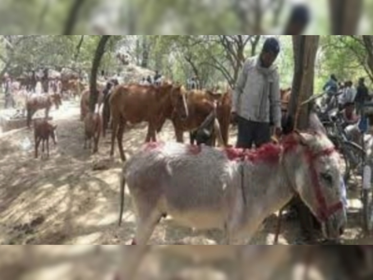 Donkey Mela: गधों के मेले में इतने में बिके 'शाहरुख' और 'सलमान', 'कैटरीना' की झलक पाने के लिए जुटी भीड़ 