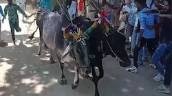 Dungarpur: छापी में हुआ अनोखी परंपरा का निर्वाह, साल 2023 के बारे में लगा ये अनुमान