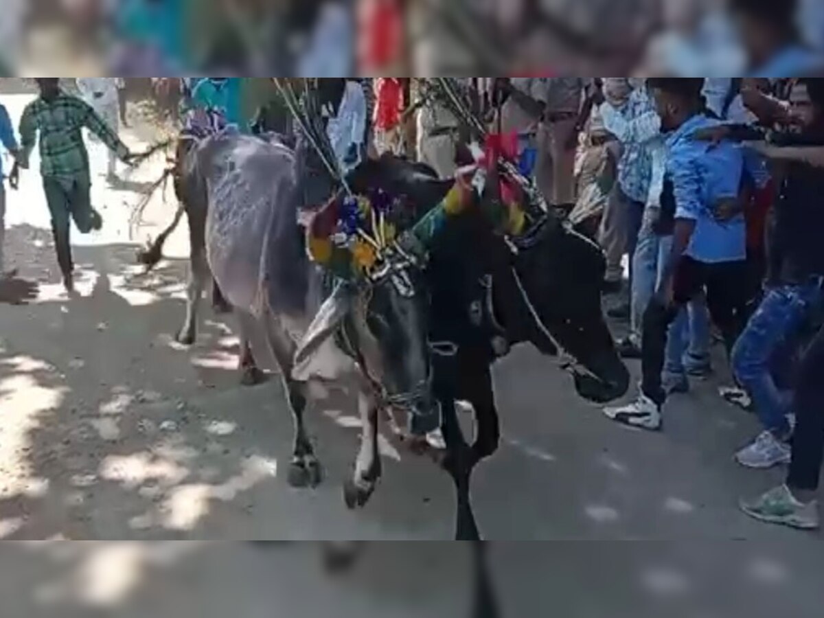 गायों की रेस में मौजूद पशुपालक 