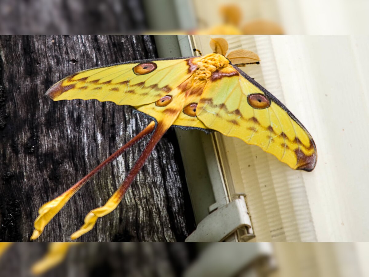 Comet Moth: पतंग की तरह दिखने वाला ये मॉथ है बेहद खास, जानें क्यों इसका नाम पड़ा 'कॉमेट'