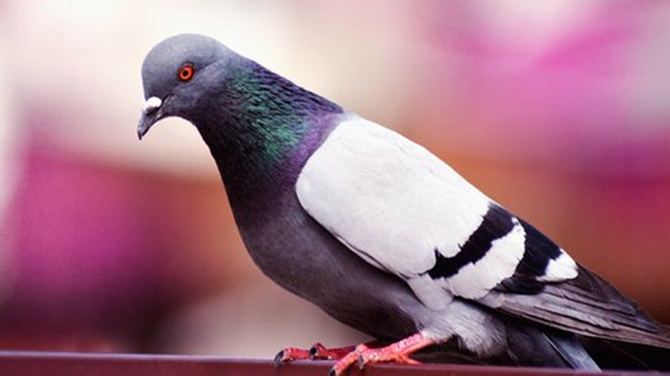Pigeon: अब खत नहीं बीमारी ला रहे कबूतर, ये रिपोर्ट पढ़ने के बाद आप भी कहेंगे ‘कबूतर भाग जा, यहां मत आ’