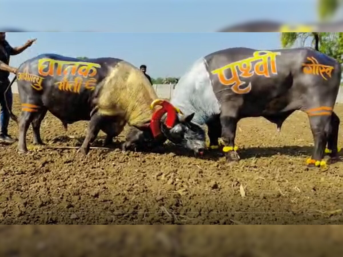 Buffalo Fight: 'पृथ्वी' से भिड़ गया 'घातक', किसने-किसको दी पटखनी; देखें भैंसों की लड़ाई का जबरदस्त Video