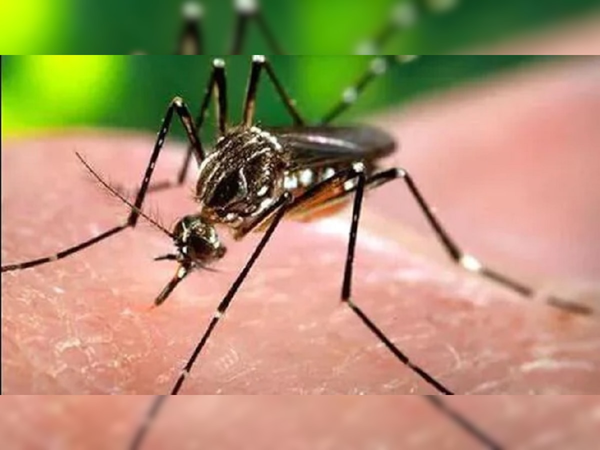 Dengue In Patna : पटना 4922 पार पहुंचा डेंगू का आंकड़ा, टूटा छह साल का रिकार्ड