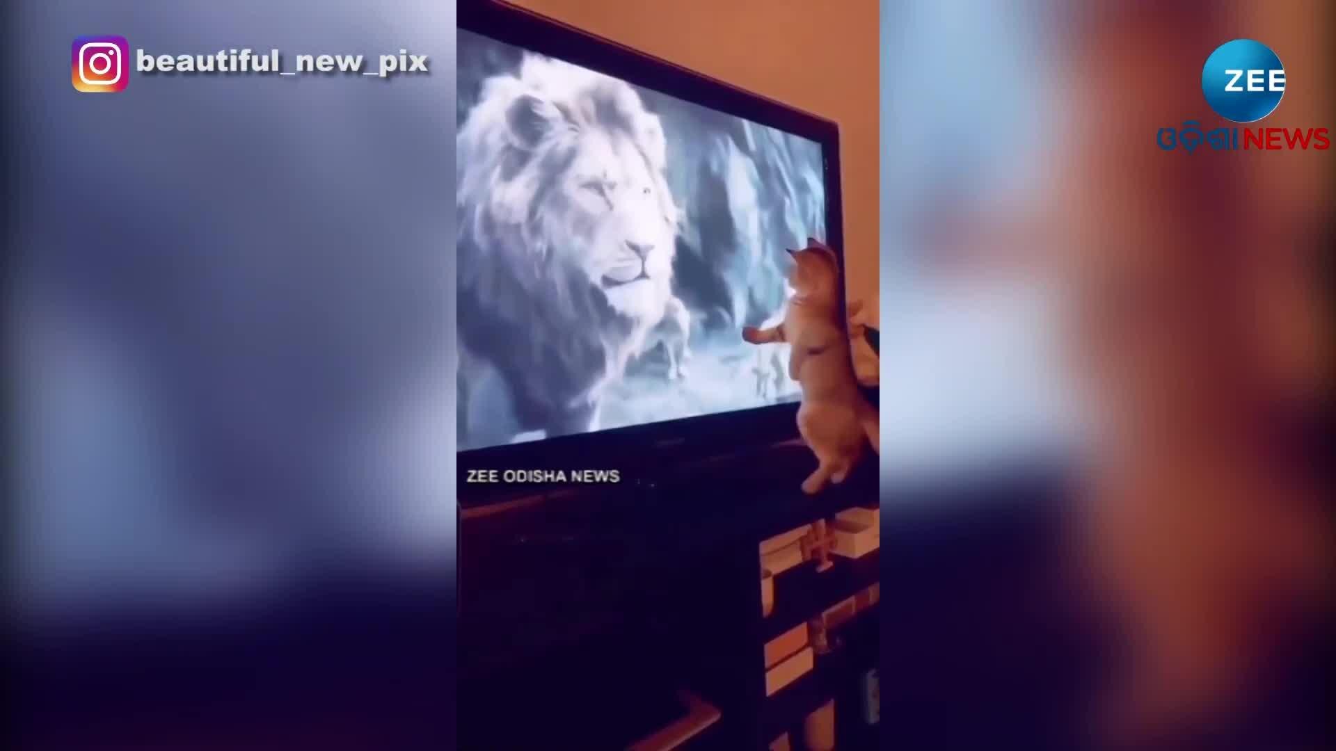 Cat Watching Lion King Gets Shocked On Simba's Entry; Video Of This