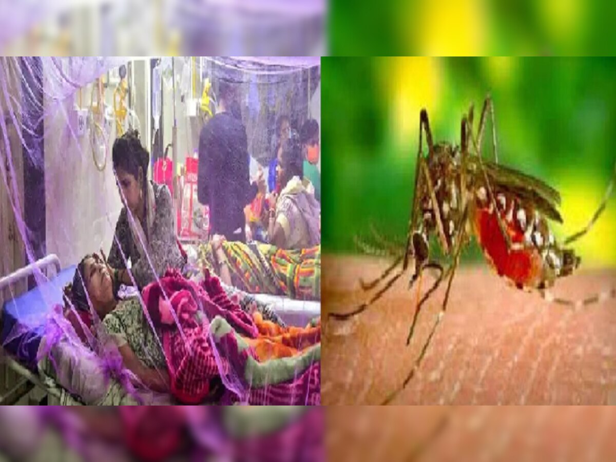 Dengue in Bihar : मुंगेर में डेंगू के डंक का आंकड़ा 460 पार, 48 घंटे में मिले 76 नये मरीज