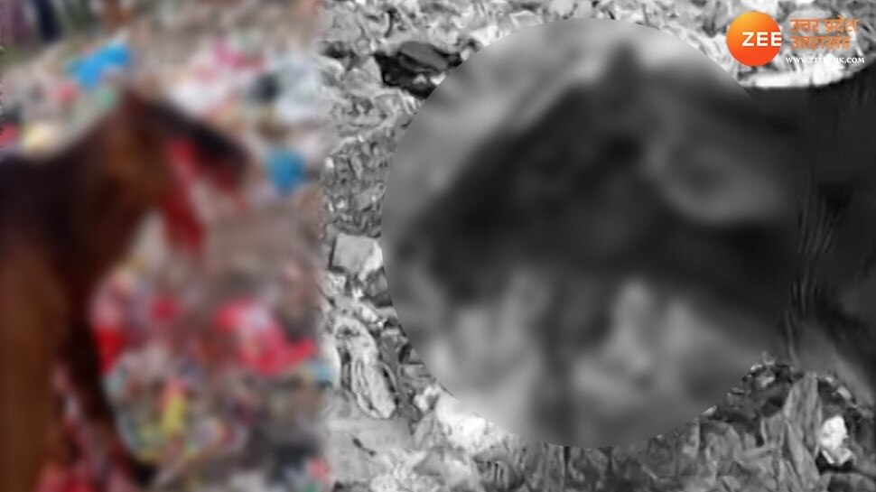 bomb exploded cow jaws badly injured pcup Naveen Nagar Kakadev Kanpur ...