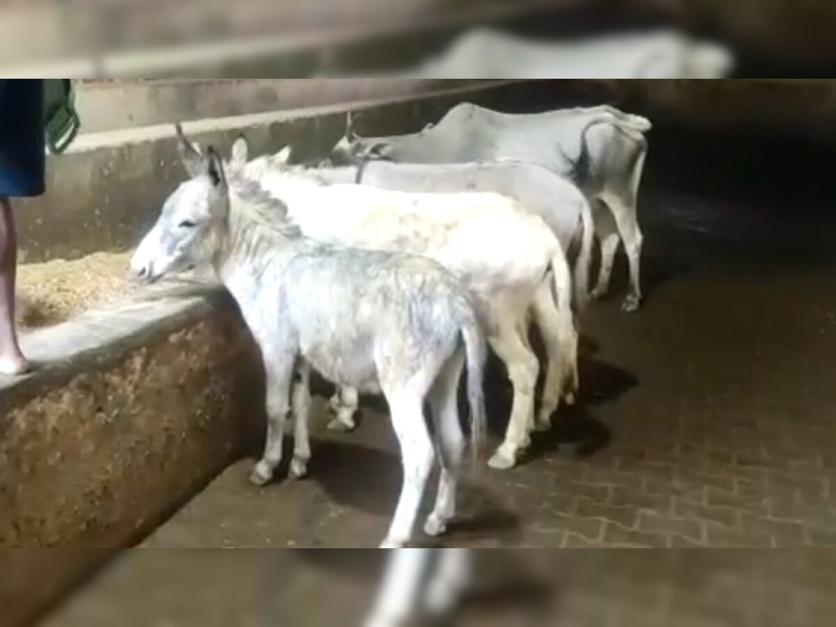 Shahjahanpur: गाय के हिस्से की दाना खा रहे गधे, गौशाला में भ्रष्टाचार का आरोप