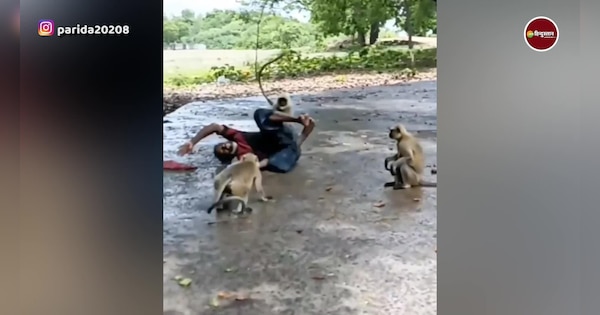 funny video of monkey pulled mans hair after refusing to give packet of ...