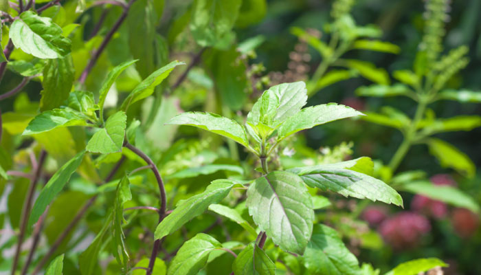 Home Redmedy: खाली पेट के करें इन पौधों की पत्तियों का सेवन, दूर होंगे सभी रोग