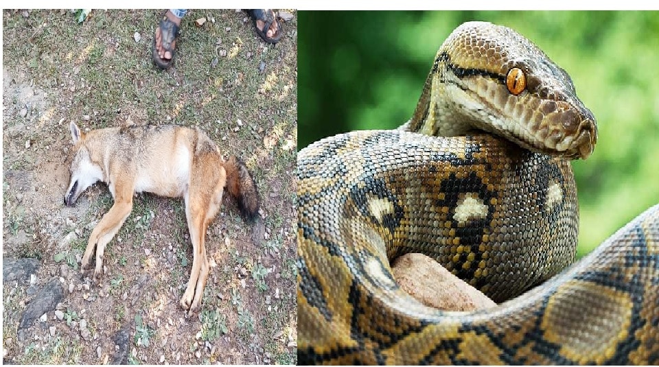 10 feet long python first killed the jackal then sat up snake catcher
