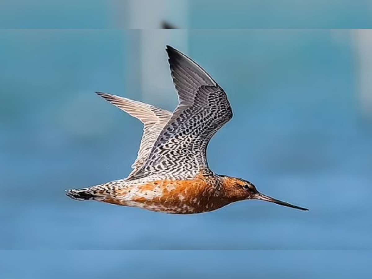 Godwit: 13 हजार किलोमीटर..11 दिन नॉनस्टॉप उड़ता रहा ये पक्षी, बना दिया वर्ल्ड रिकॉर्ड