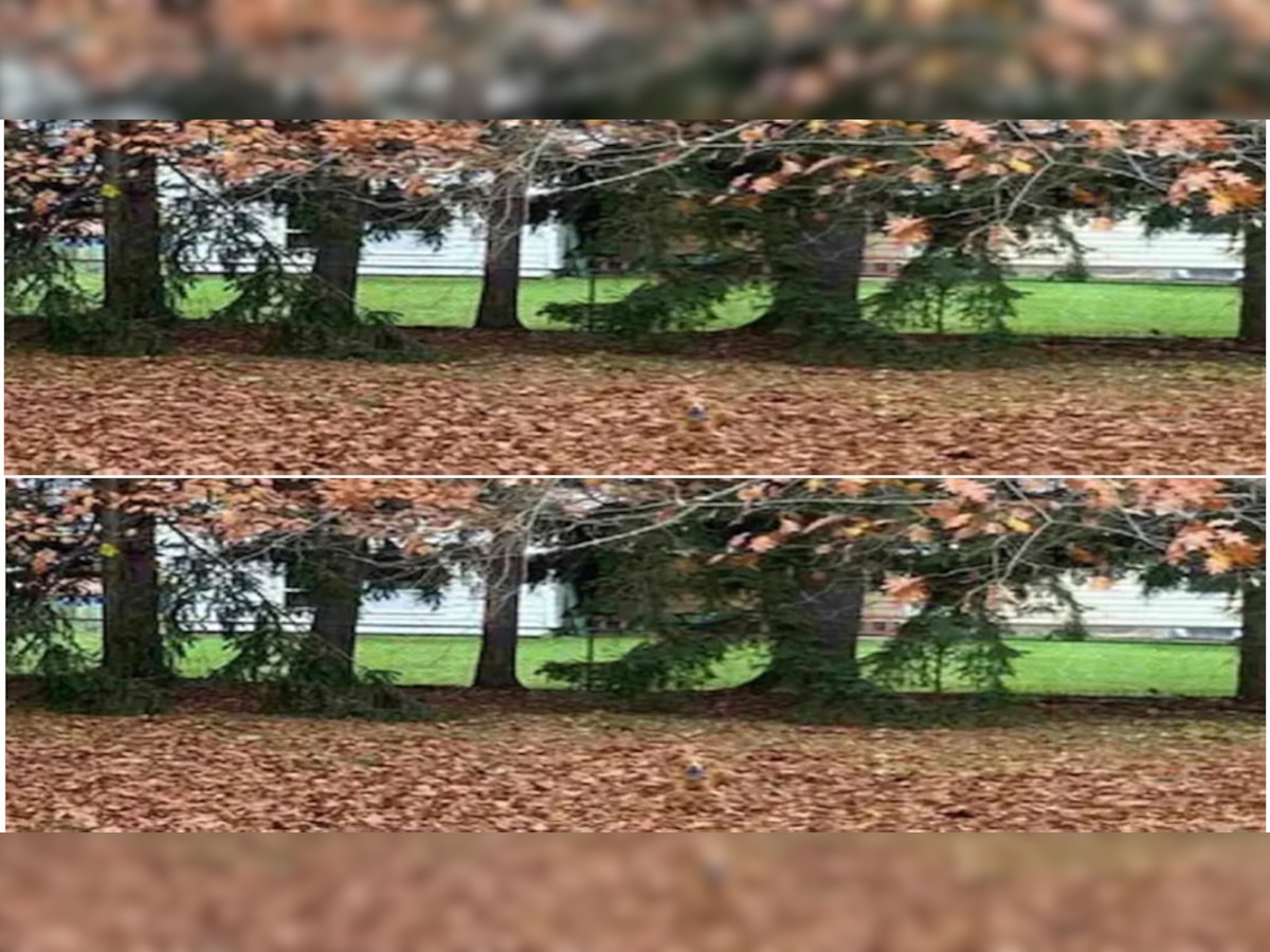 Optical Illusion: इस फोटो में छुपा है एक मासूम कुत्ता, 10 सेकेंड में ढूंढ निकालें और पूरा करें चैलेंज!