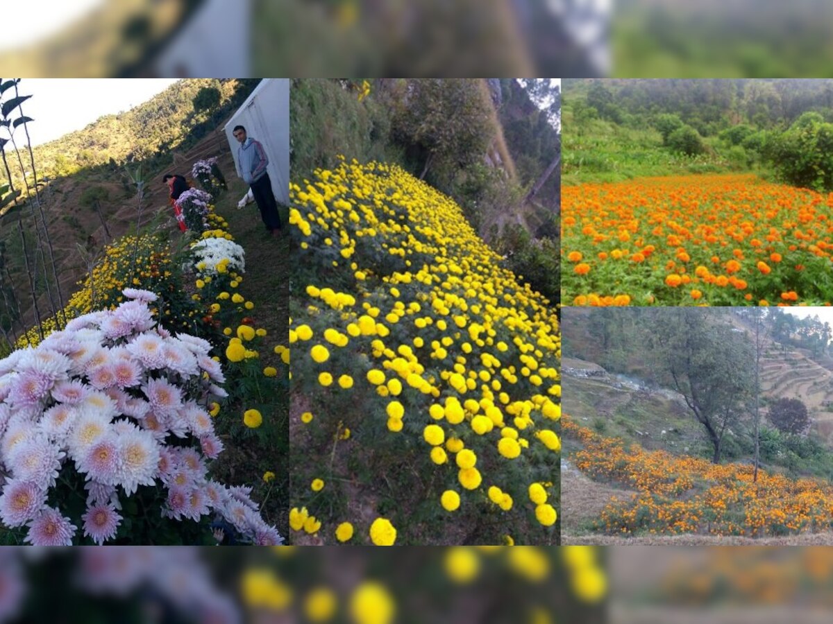 floriculture: फूलों की खेती से चमक रही किसानों की किस्मत, कम लागत में कमा रहे मोटा मुनाफा