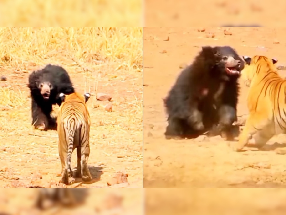 Shocking: जंगल में छिड़ी भालू और बाघ के बीच ऐसी जंग, आपकी उम्मीद से परे इस जानवर ने मारी बाजी