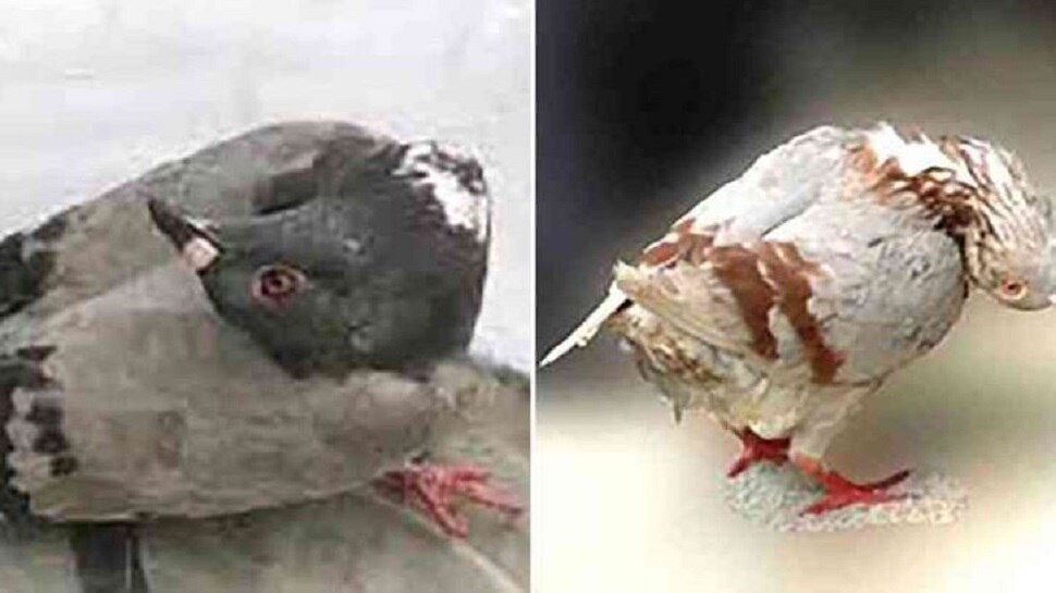 Newcastle disease Zombie pigeons with mysterious twisting necks are