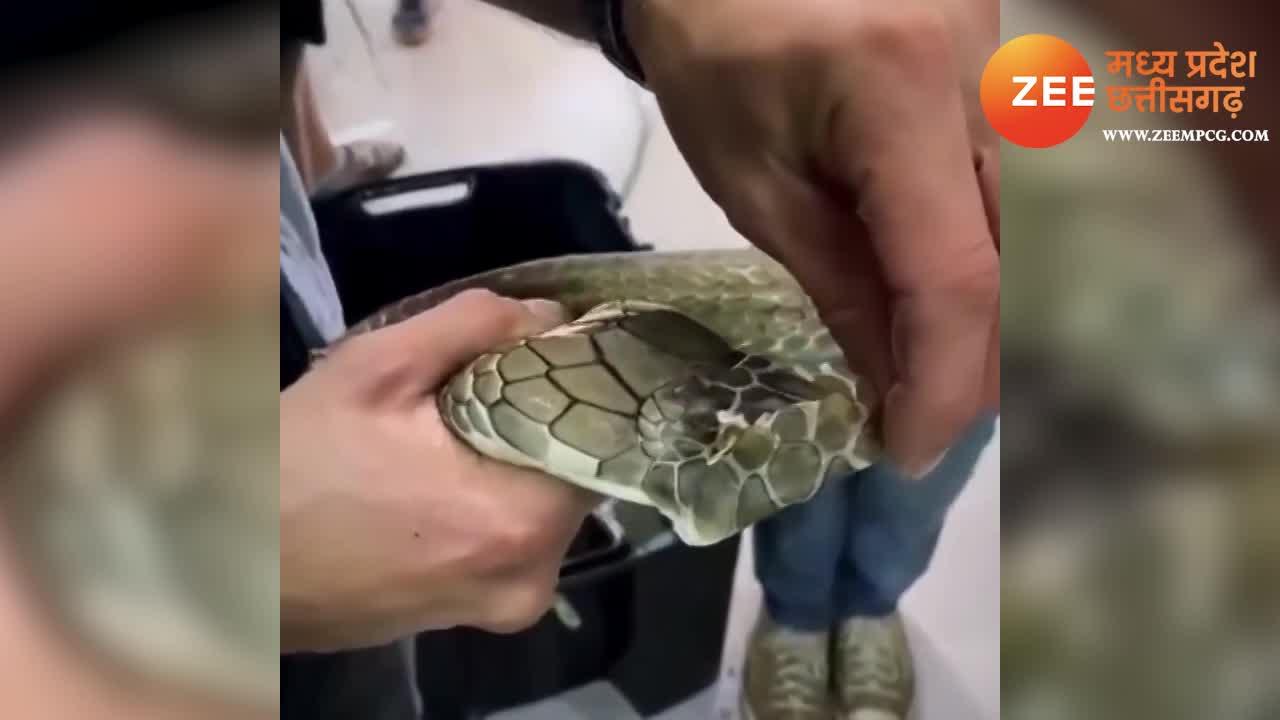 snake skin removed man took off alive cobra snap ki khal python saap ki ...