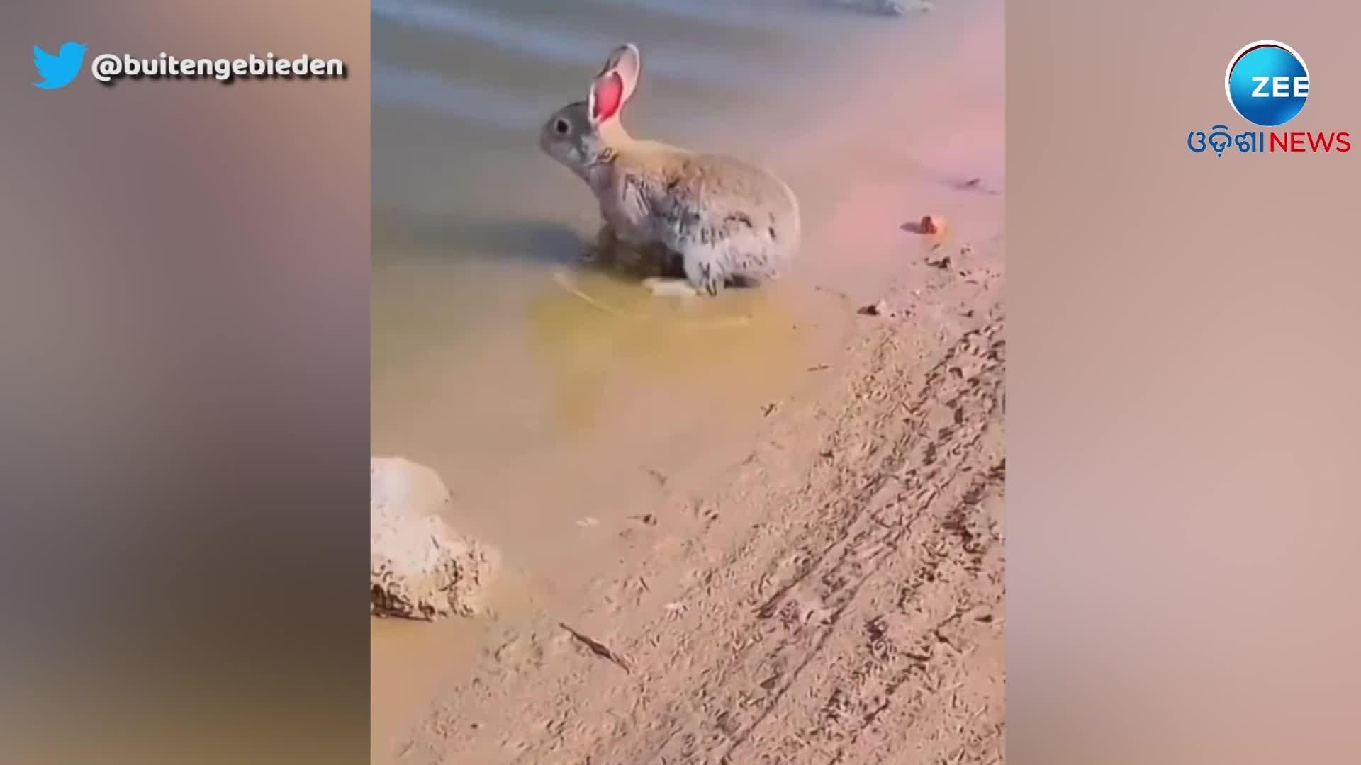 Rabbits Speed In Water Will Astonish You; Video Goes Viral | ପାଣିରେ ...