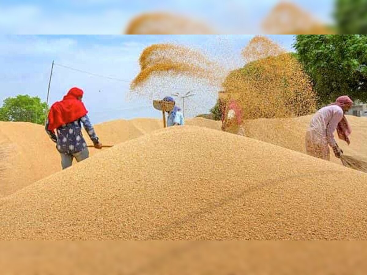 राजस्थान के किसानों के लिए बड़ी खबर, समर्थन मूल्य पर कल से शुरू होगी फसलों की खरीदी, सरकार ने बनाए 879 खरीद केंद्र