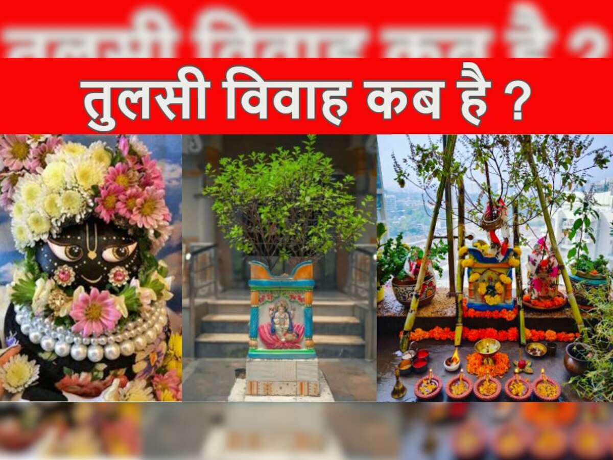 Tulsi Vivah 2022 Date Shubh Muhurat Puja Vidhi Importance of tulsi