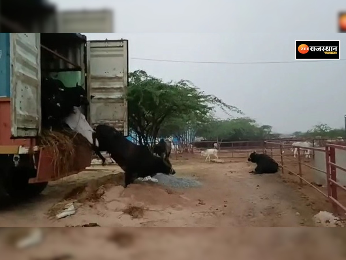 31 गोवंश को करवाया मुक्त