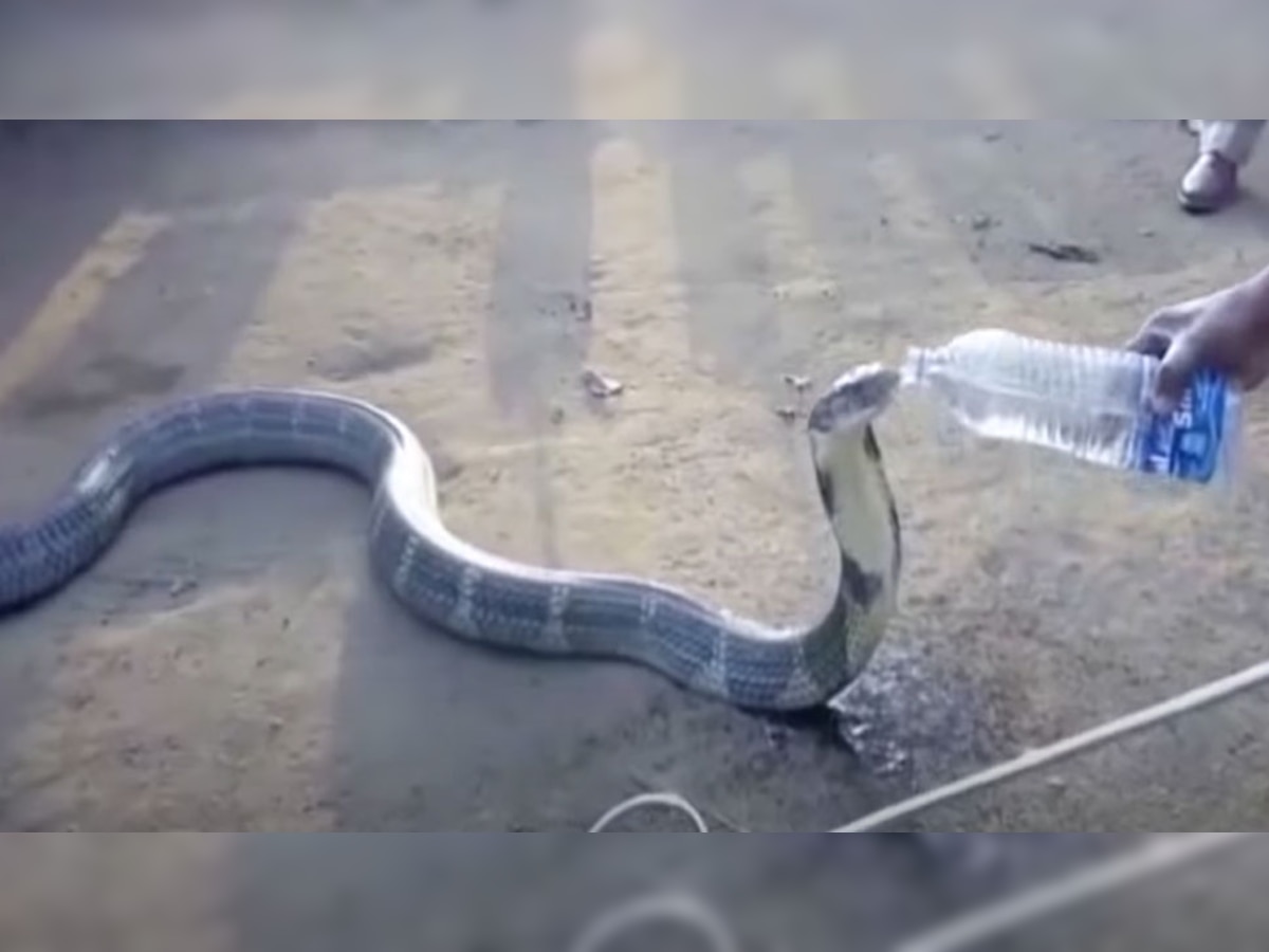 King Cobra: प्यासे किंग कोबरा की प्यास बुझाने पहुंचा शख्स तो..., वायरल Video देख रह जाएंगे दंग!