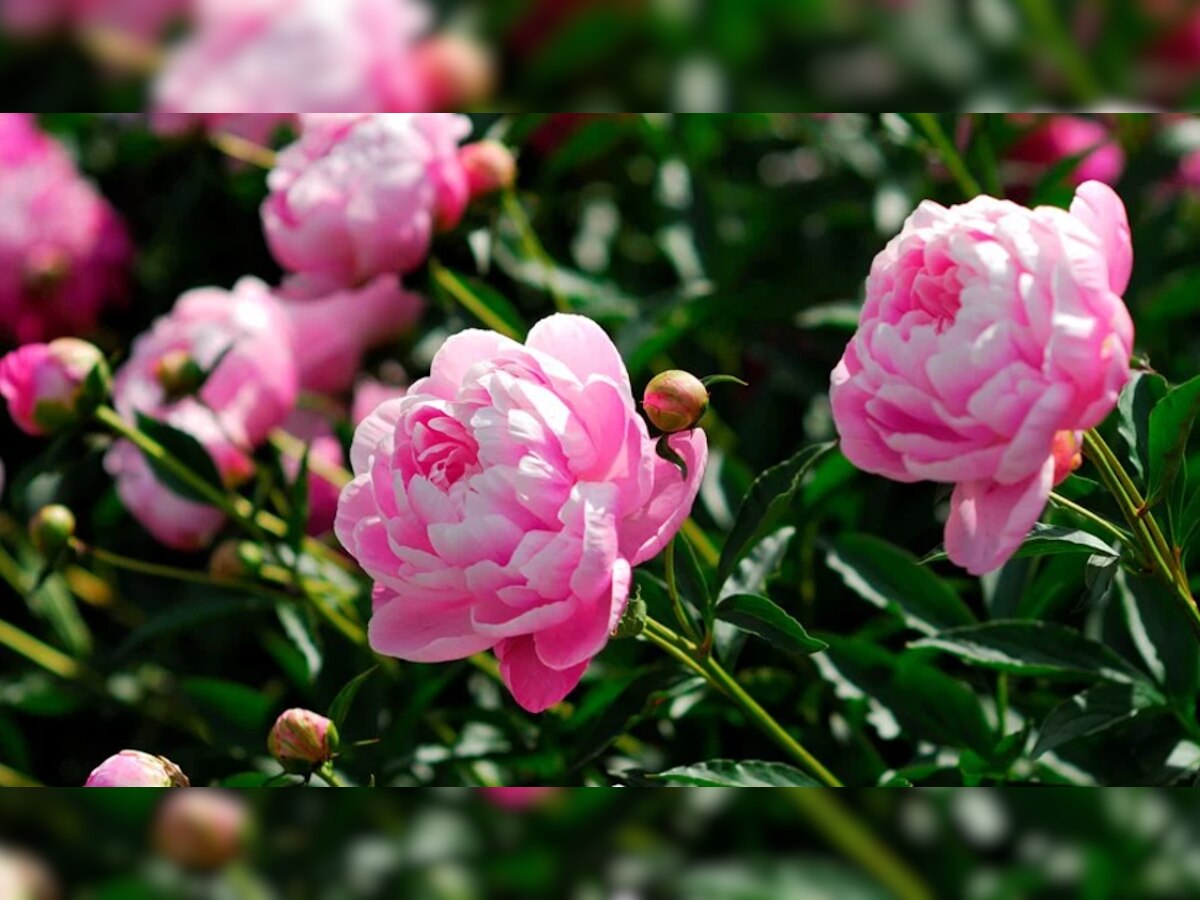 Vastu Tips: घर में लगाएं ये चमत्कारी गुलाबी फूल, चमक जाएगा भाग्य