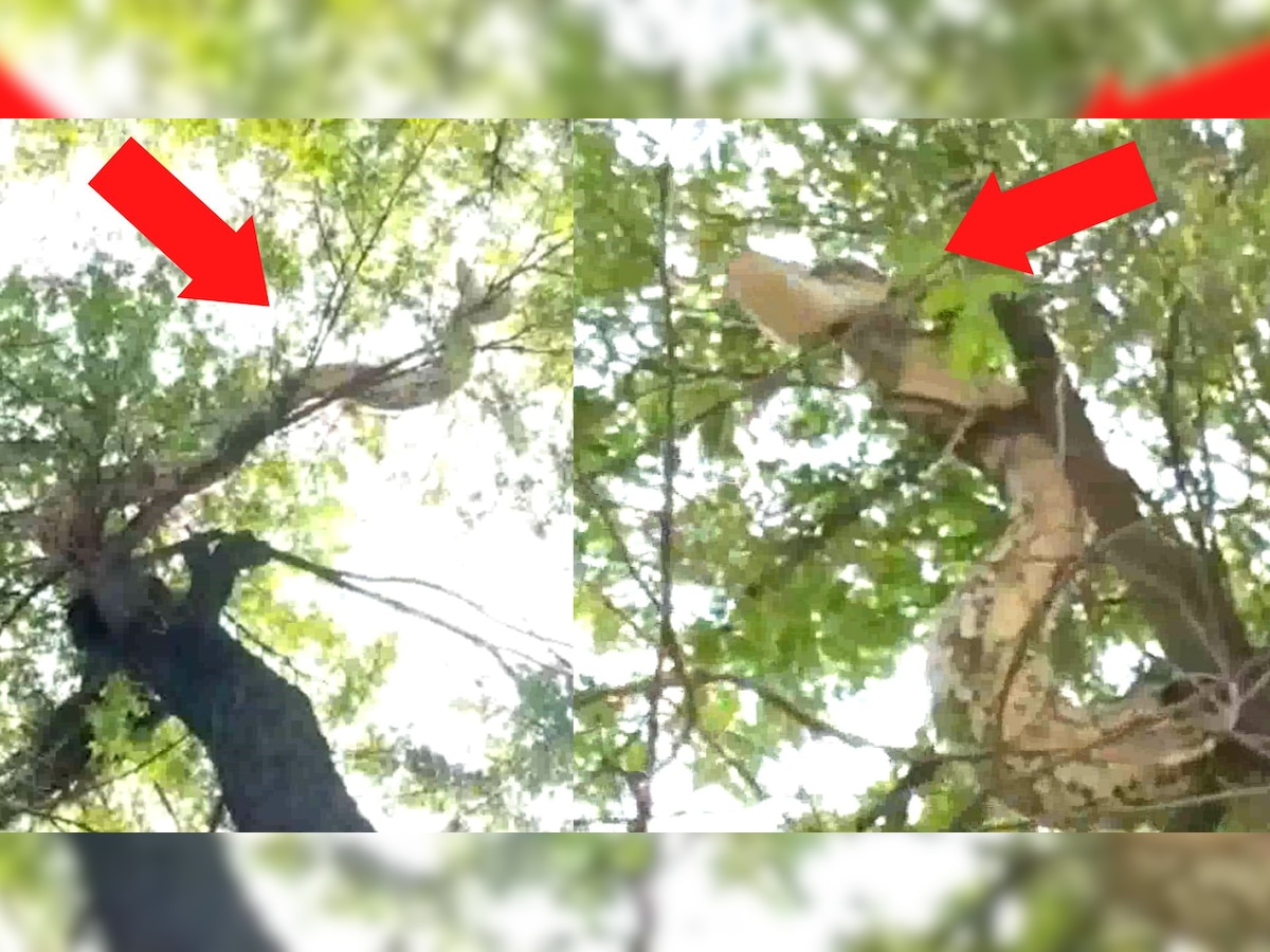 Amroha में पेड़ पर चढ़ा 15 फीट का विशालकाय अजगर, वीडियो वायरल 